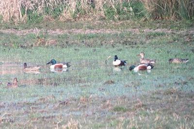 Canard souchet