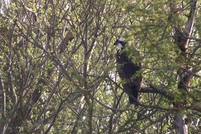 Pandion haliaetus