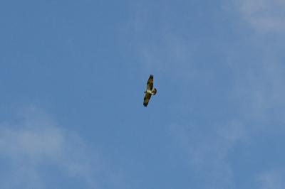 Pandion haliaetus