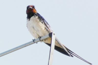 Hirondelle rustique