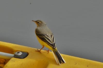 Bergeronnette des ruisseaux