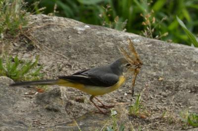 Bergeronnette des ruisseaux