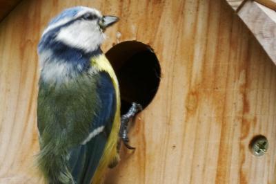 Mésange bleue