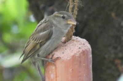 Moineau domestique