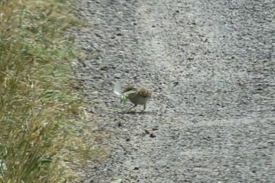Moineau domestique