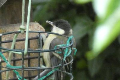 Mésange charbonnière