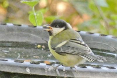 Mésange charbonnière