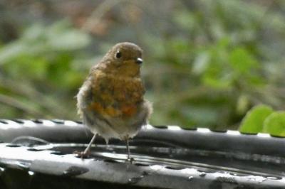 Rougegorge familier