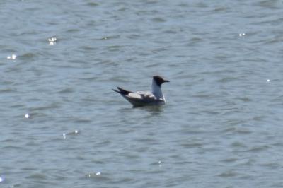 Mouette rieuse
