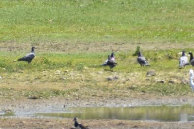 Pigeon biset