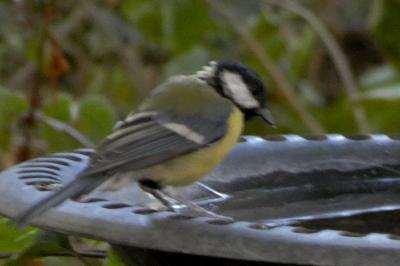 Mésange charbonnière