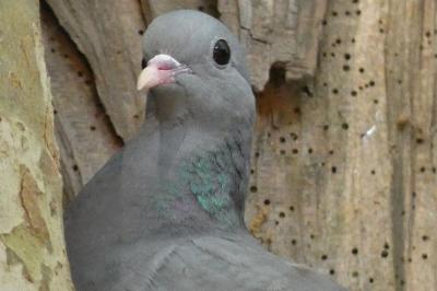 Pigeon colombin