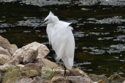 Aigrette garzette