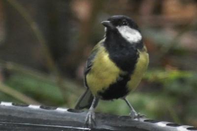 Mésange charbonnière