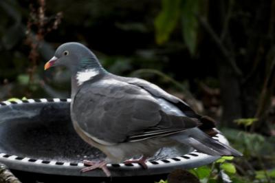 Pigeon ramier