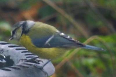 Mésange bleue