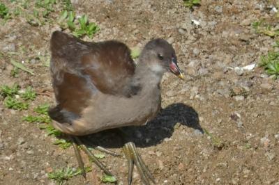 Poule-d'eau