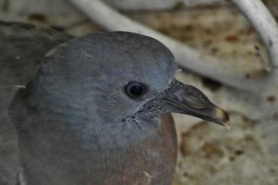 Pigeon colombin
