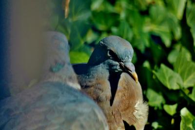 Pigeon colombin