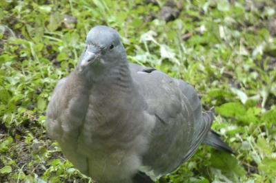 Pigeon colombin
