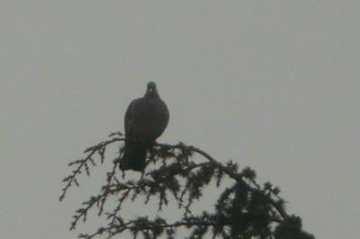 Pigeon ramier