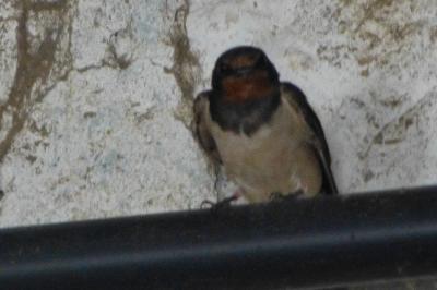 Hirondelle rustique