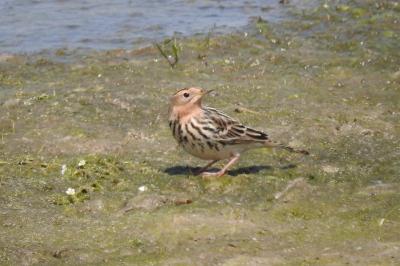 Pipit à gorge rousse