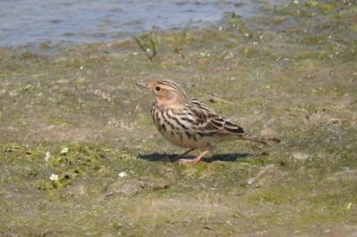 Pipit à gorge rousse