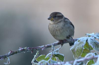 Moineau domestique
