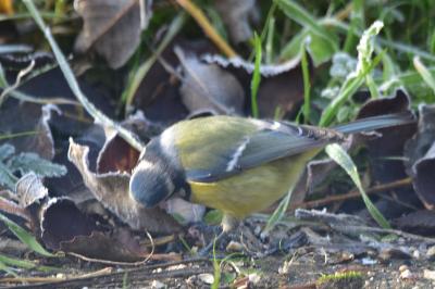 Mésange bleue