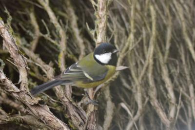 Mésange charbonnière