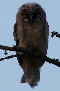 Hibou moyen-duc