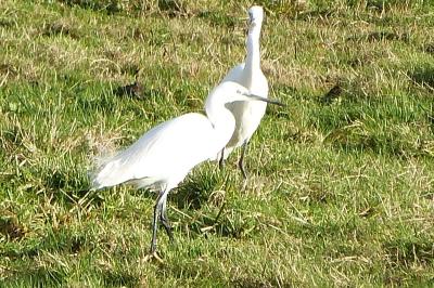 Aigrette garzette