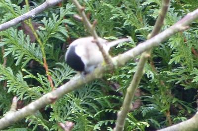 Mésange nonnette