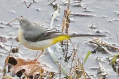 Bergeronnette des ruisseaux
