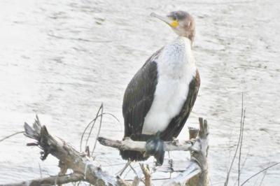 Grand Cormoran