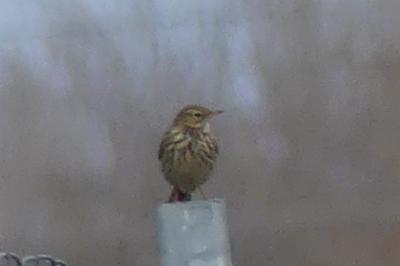 Pipit farlouse