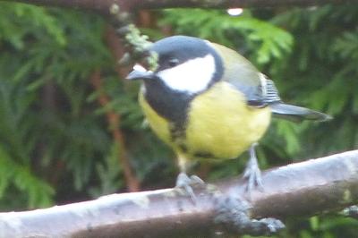 Mésange charbonnière