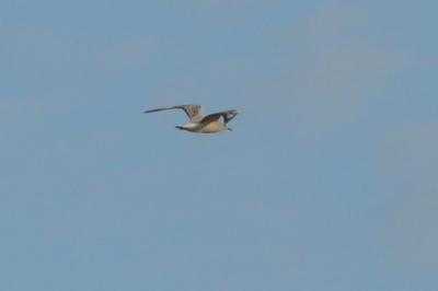 Mouette rieuse