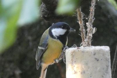 Mésange charbonnière