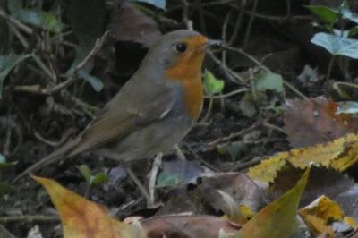 Rougegorge familier
