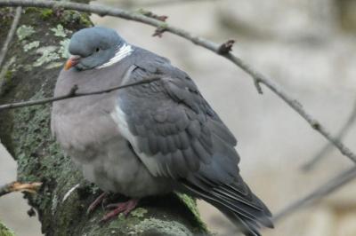 Pigeon ramier