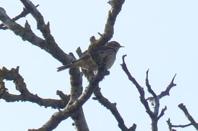 Pipit farlouse