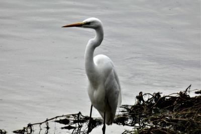 Grande Aigrette