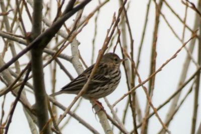 Pipit farlouse