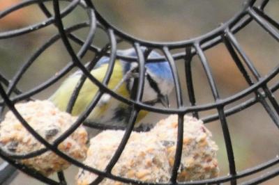 Mésange bleue