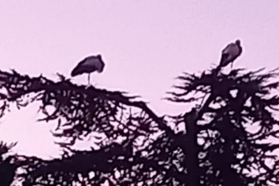Cigogne blanche