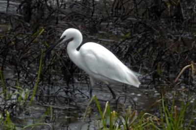 Aigrette garzette
