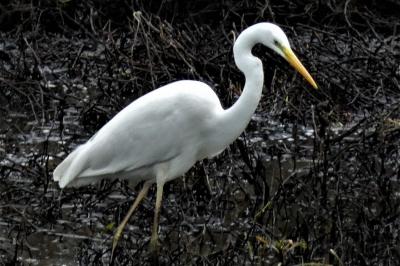 Grande Aigrette
