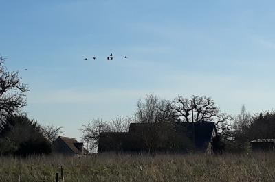 Grue cendrée